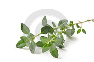 Thyme photo