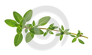 Thyme