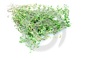 Thyme