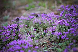 Thyme blooming in the forest with bumblebees on the flowers. Thymus serpyllum. Horizontal.