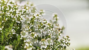 Thyme blossom and Bee