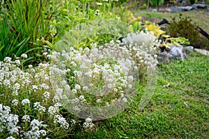 Thyme border in a cottage garden with white flowers showing, in a grassy area. Landscaping design detail.