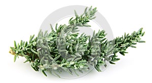 Thyme branch