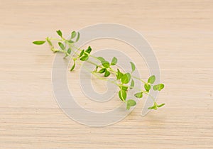 Thyme branch