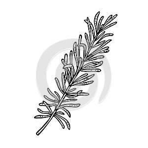 Thyme branch. Engraving vintage vector black illustration. Isolated on white