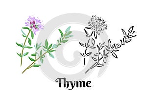 Thyme branch with flowers and leaves isolated on white background. Vector color illustration