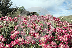 Thyme Buckwheat Flowers