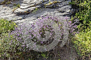 Thyme bush Thymus capitatus growing close-up