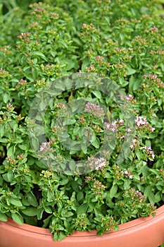 Thyme creeping thyme ordinary, Bogorodsk, bogoroditsky grass Thymus serpyllum L.. Background from flowering plants