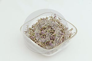 Thyme