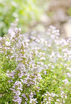 Thyme in flower