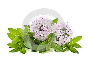 Thyme flowers