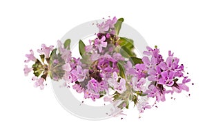 Thyme flowers