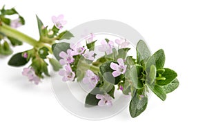 Thyme with flowers