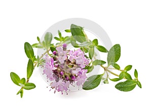 Thyme flowers photo