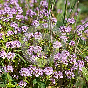 Thyme flowers and leaves close-up in a forest