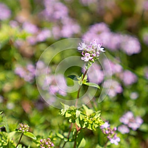Thyme flowers and leaves close-up in a forest