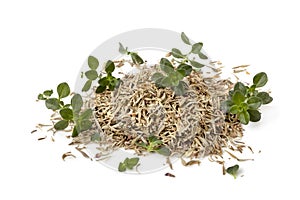 Thyme Fresh and Dried Isolated on White