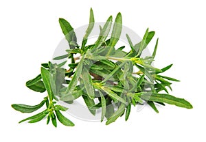 Thyme fresh herb photo