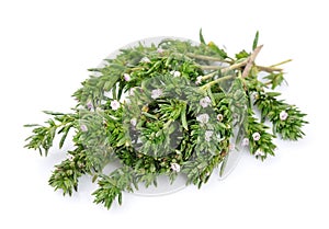 Thyme fresh herb