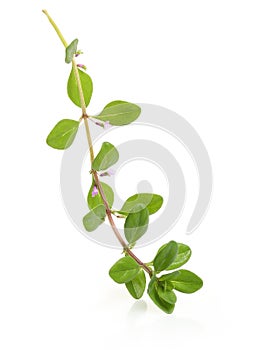 Thyme fresh herb isolated