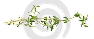 Thyme fresh herb isolated on white background