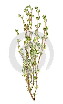 Thyme fresh herb isolated on white background. Fresh thyme spice