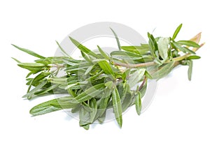 Thyme fresh herb isolated on white background