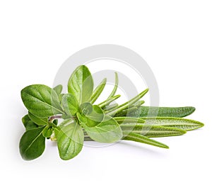 Thyme fresh herb and rosemary twig isolated