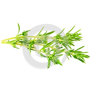 Thyme fresh herb on white background