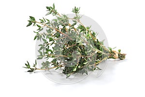 Thyme fresh herbs Thymus vulgaris shrub