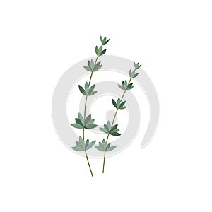 Thyme. Fresh thyme branch herb.