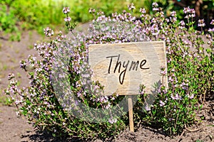 Thyme in garden with label