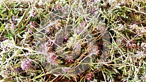 Thyme grass. Medicinal herb thyme. Torn grass creeping thyme in summer.