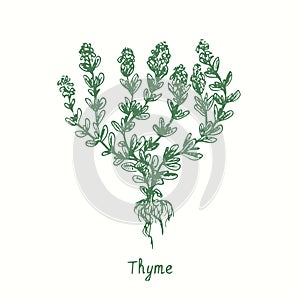 Thyme green twig. Ink black and white doodle drawing