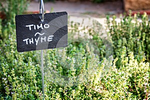 Thyme growing in a garden, labelled in english and italian