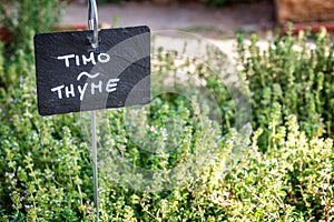 Thyme growing in a garden, labelled in english and italian photo