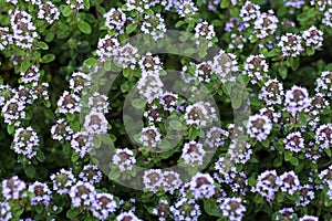 Thyme growing in the garden