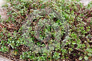 Thyme growing