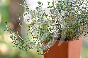 Thyme growing in the pot