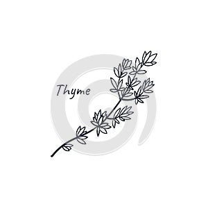 Thyme hand drawn doodle culinary herb. Vector illustration isolated on white background.