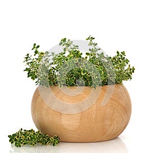 Thyme Herb