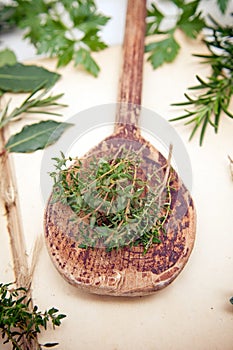 Thyme herb