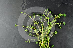 Thyme herb bunch on dark grunge table background.