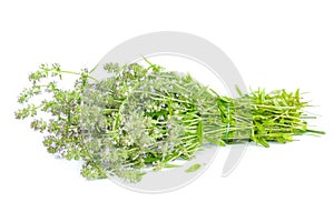 Thyme herb