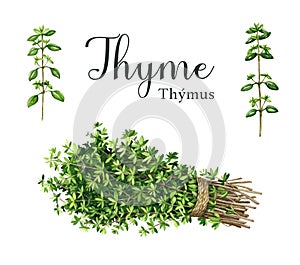 Thyme herb bunch with a rope, stems with leaves elements. Watercolor illustration. Hand drawn organic green fresh