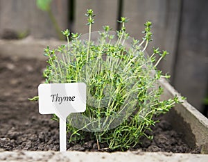 Thyme herb with label in the garden