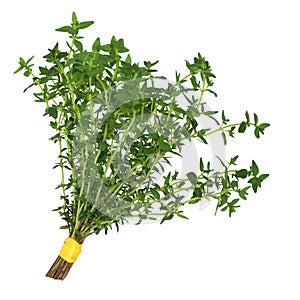 Thyme Herb Leaf Posy