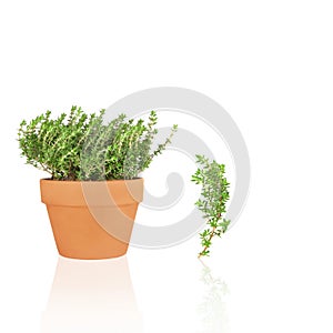 Thyme Herb and Leaf Sprig