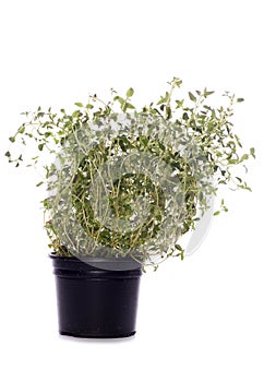 Thyme herb plant pot
